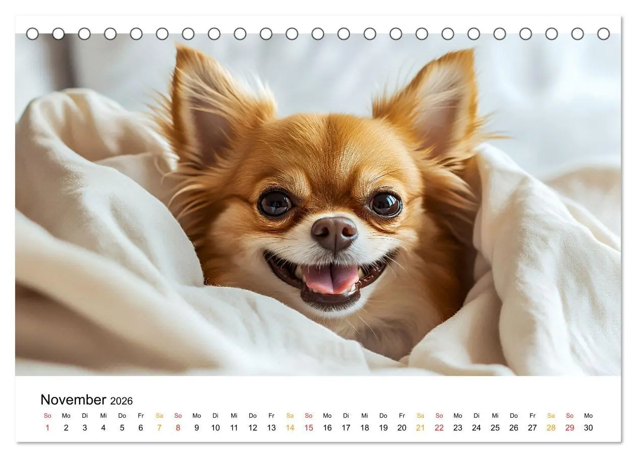 Bild: 9783457312049 | Chihuahua - kleine Energiebündel (Tischkalender 2026 DIN A5 quer),...