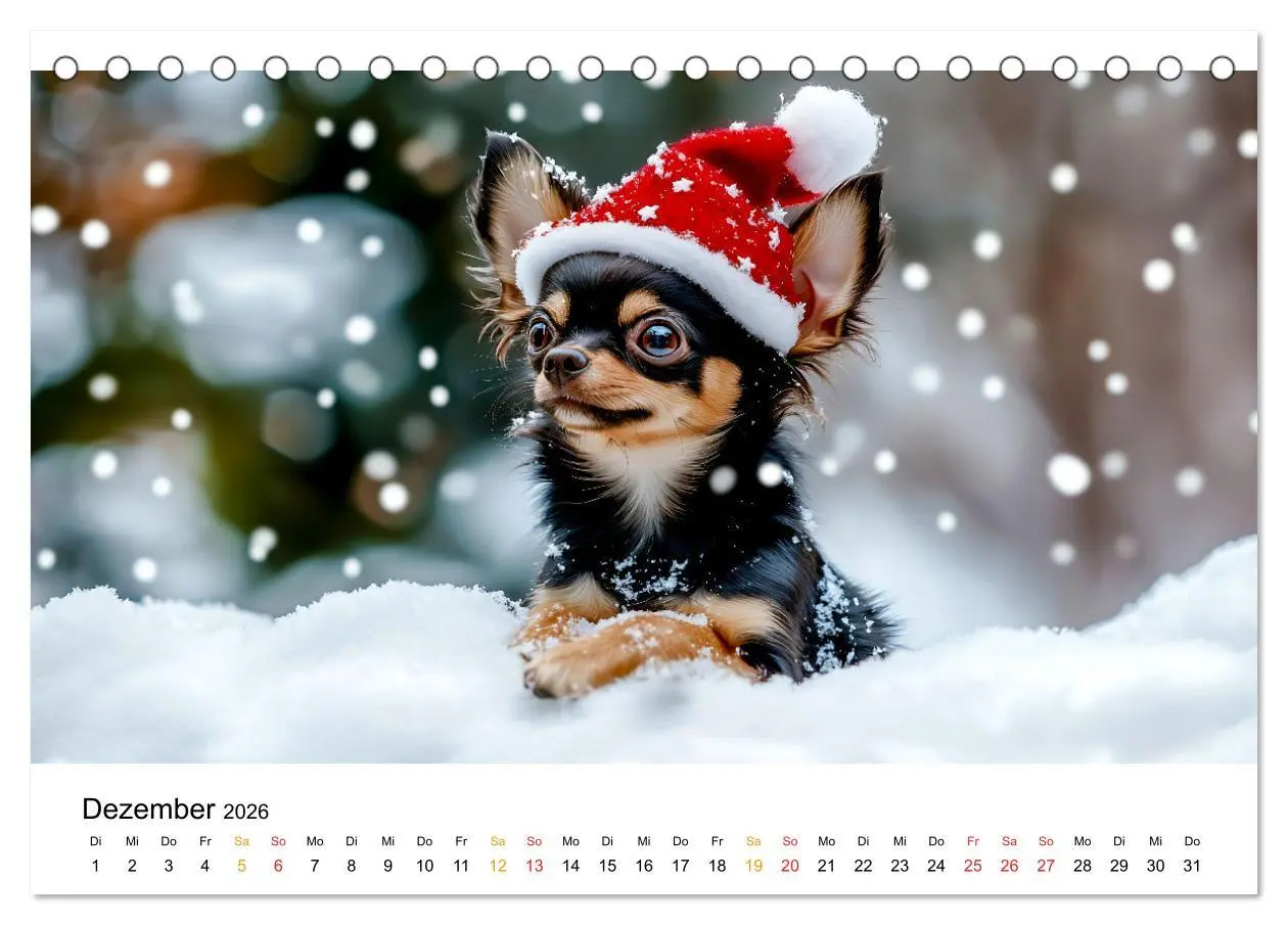 Bild: 9783457312049 | Chihuahua - kleine Energiebündel (Tischkalender 2026 DIN A5 quer),...