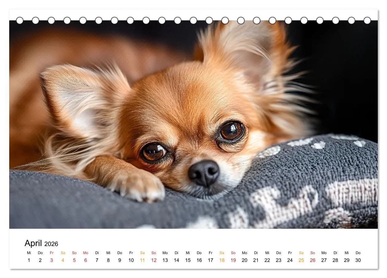 Bild: 9783457312049 | Chihuahua - kleine Energiebündel (Tischkalender 2026 DIN A5 quer),...