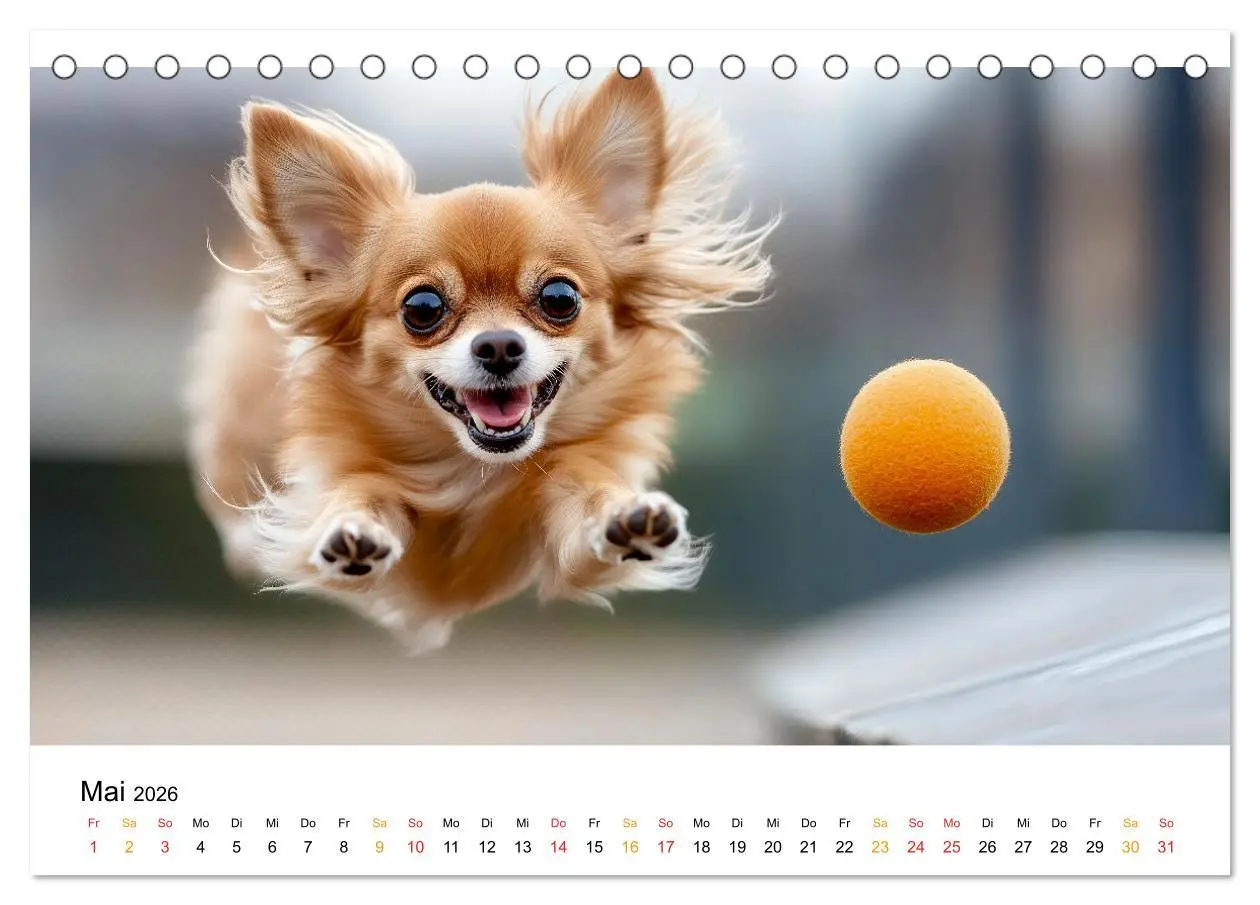Bild: 9783457312049 | Chihuahua - kleine Energiebündel (Tischkalender 2026 DIN A5 quer),...