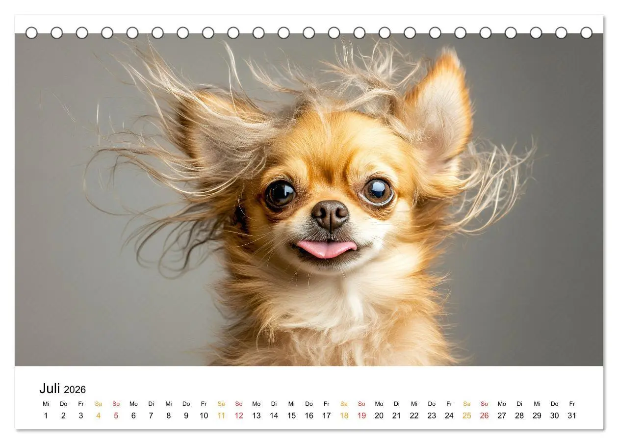 Bild: 9783457312049 | Chihuahua - kleine Energiebündel (Tischkalender 2026 DIN A5 quer),...