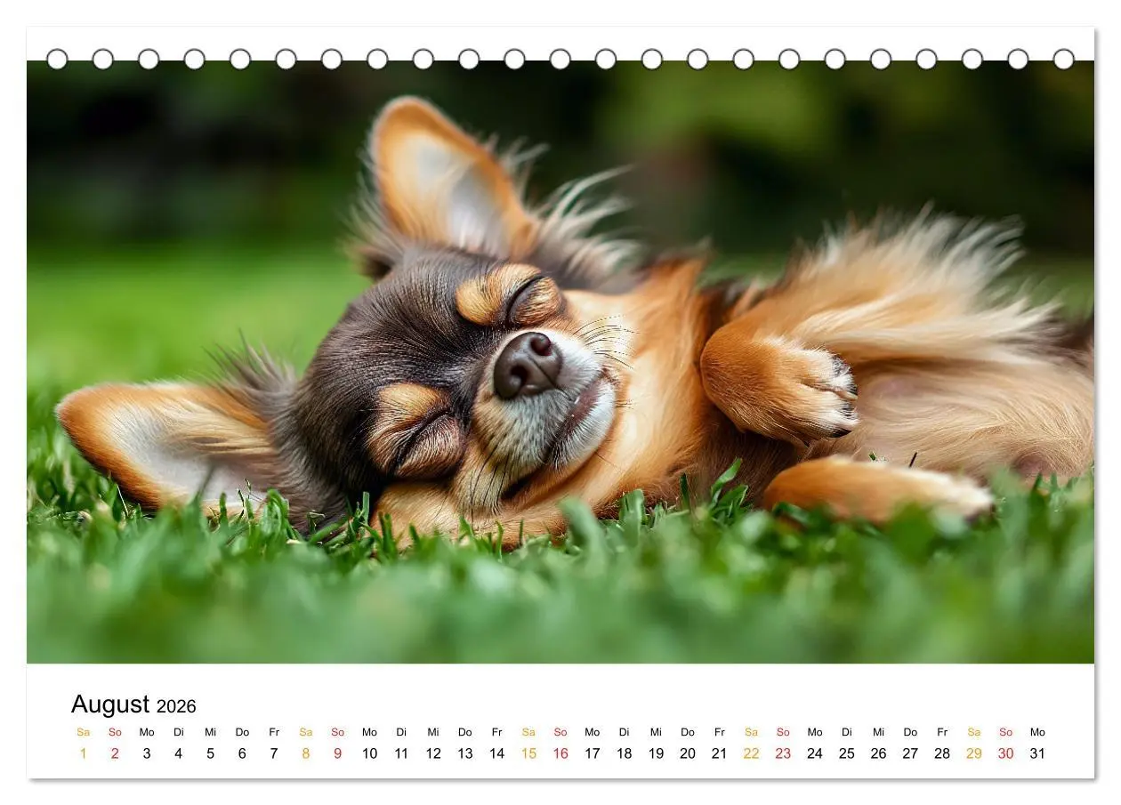 Bild: 9783457312049 | Chihuahua - kleine Energiebündel (Tischkalender 2026 DIN A5 quer),...