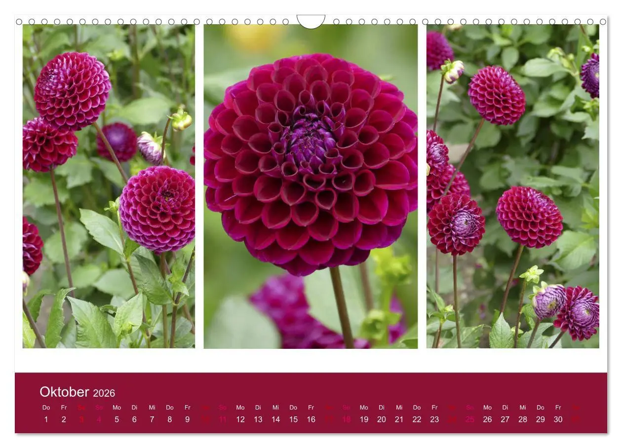 Bild: 9783457862049 | Dahlien-Triplets (Wandkalender 2026 DIN A3 quer), CALVENDO...