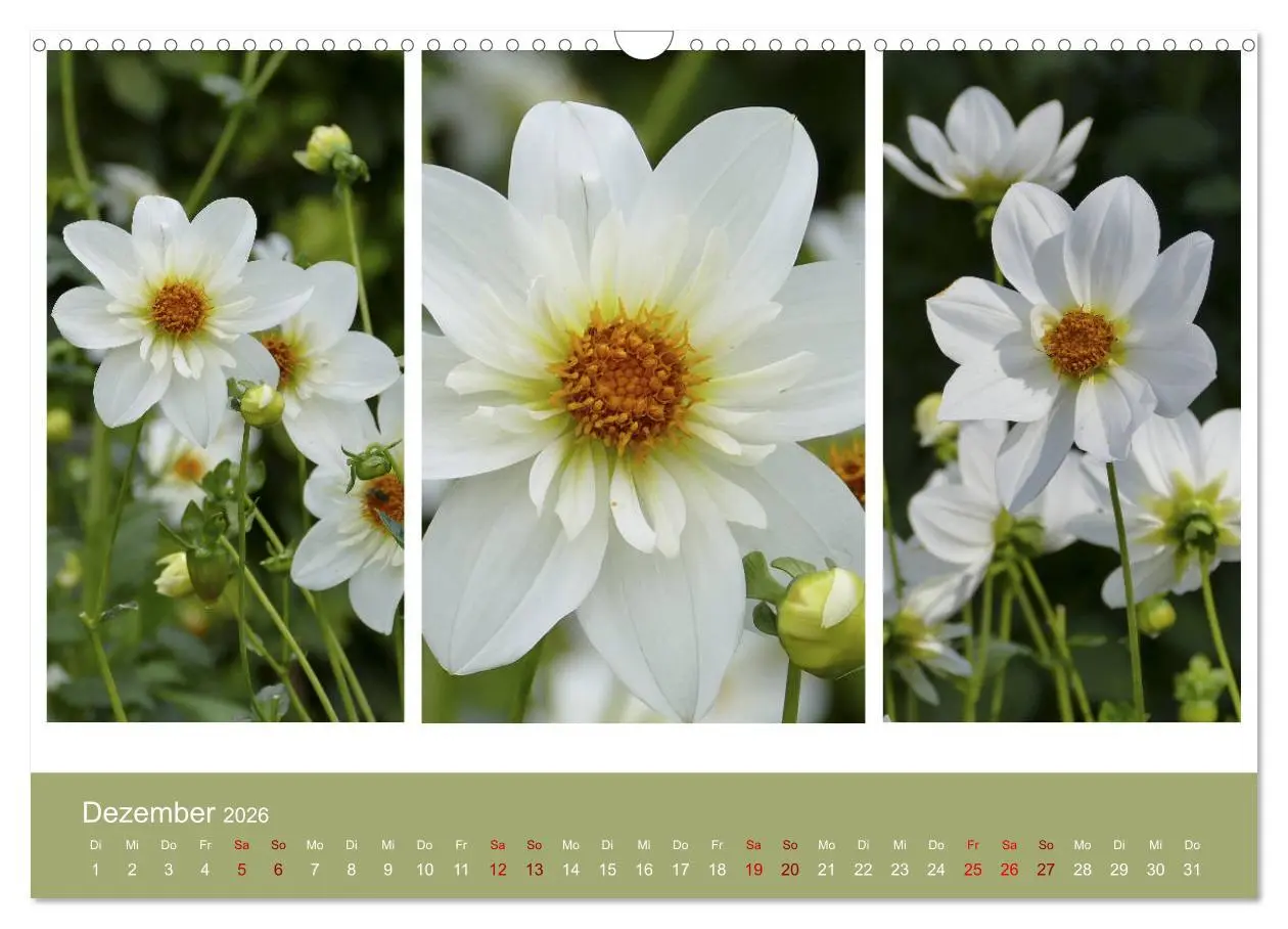 Bild: 9783457862049 | Dahlien-Triplets (Wandkalender 2026 DIN A3 quer), CALVENDO...