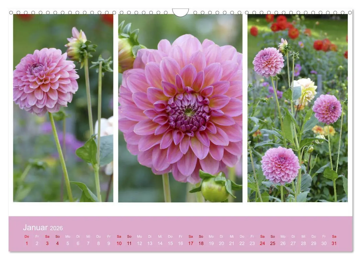 Bild: 9783457862049 | Dahlien-Triplets (Wandkalender 2026 DIN A3 quer), CALVENDO...