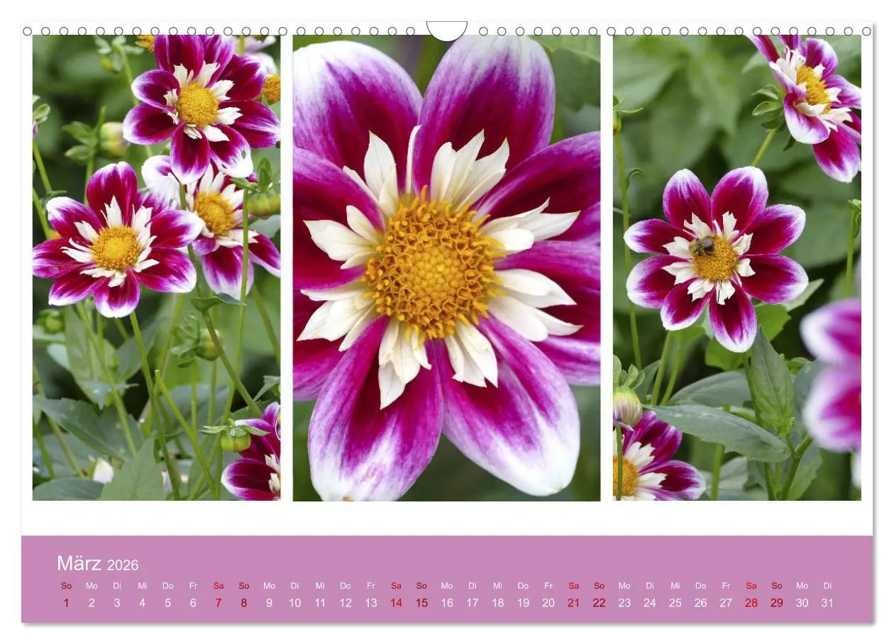 Bild: 9783457862049 | Dahlien-Triplets (Wandkalender 2026 DIN A3 quer), CALVENDO...