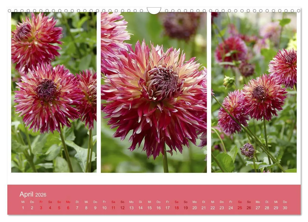Bild: 9783457862049 | Dahlien-Triplets (Wandkalender 2026 DIN A3 quer), CALVENDO...