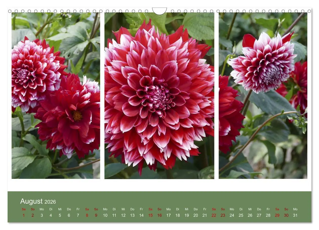 Bild: 9783457862049 | Dahlien-Triplets (Wandkalender 2026 DIN A3 quer), CALVENDO...