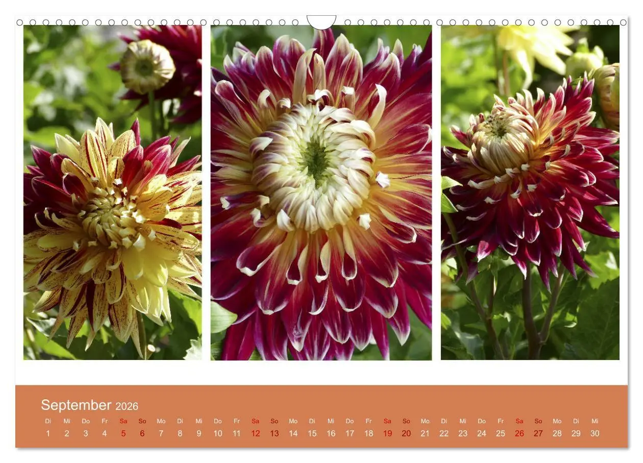 Bild: 9783457862049 | Dahlien-Triplets (Wandkalender 2026 DIN A3 quer), CALVENDO...