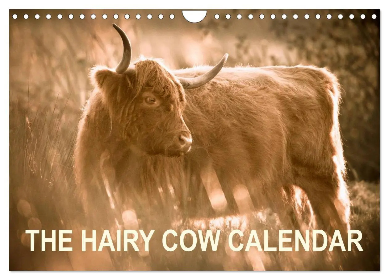 Cover: 9783516572049 | The Hairy Cow Calendar (Wall Calendar 2026 DIN A4 landscape),...