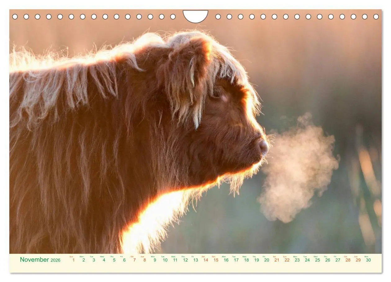 Bild: 9783516572049 | The Hairy Cow Calendar (Wall Calendar 2026 DIN A4 landscape),...