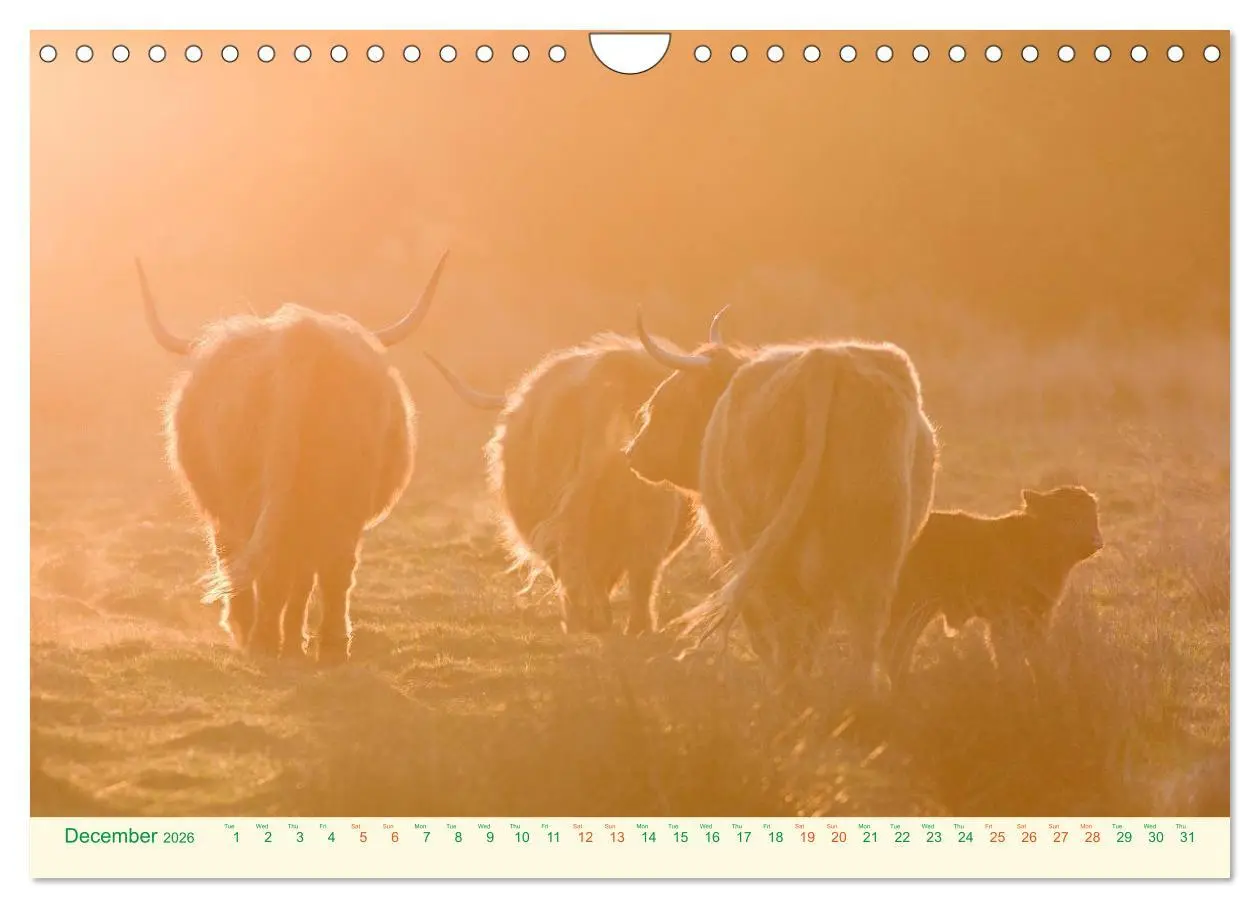 Bild: 9783516572049 | The Hairy Cow Calendar (Wall Calendar 2026 DIN A4 landscape),...