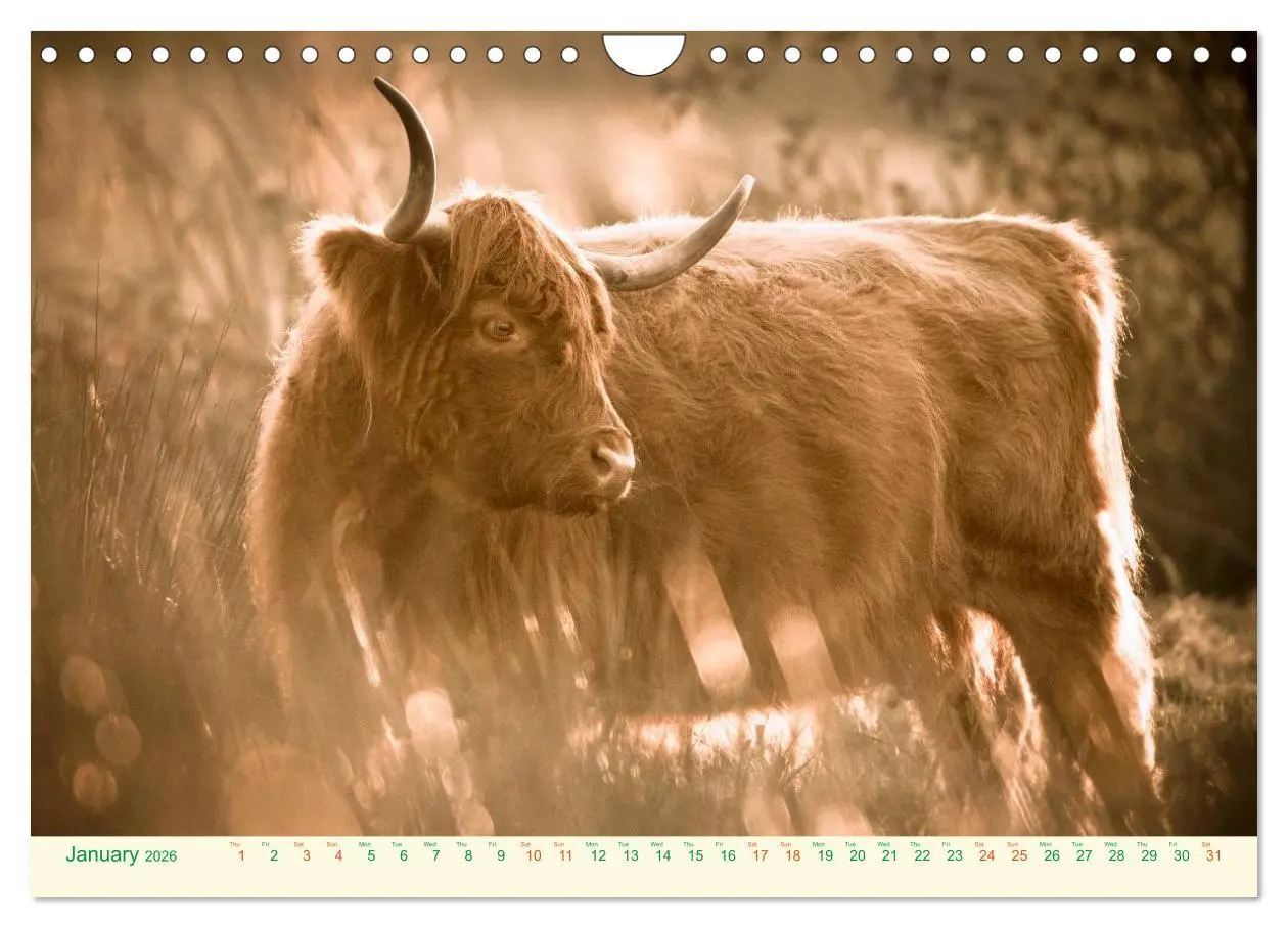 Bild: 9783516572049 | The Hairy Cow Calendar (Wall Calendar 2026 DIN A4 landscape),...