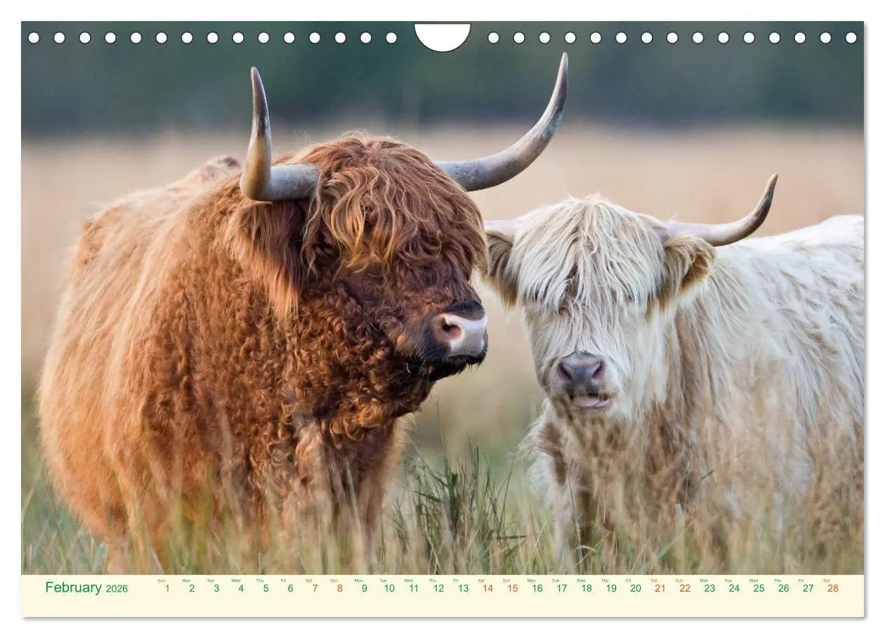 Bild: 9783516572049 | The Hairy Cow Calendar (Wall Calendar 2026 DIN A4 landscape),...