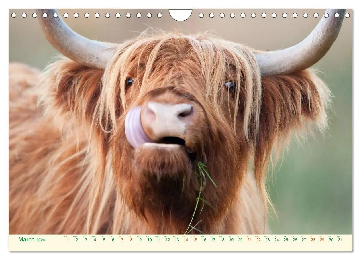 Bild: 9783516572049 | The Hairy Cow Calendar (Wall Calendar 2026 DIN A4 landscape),...