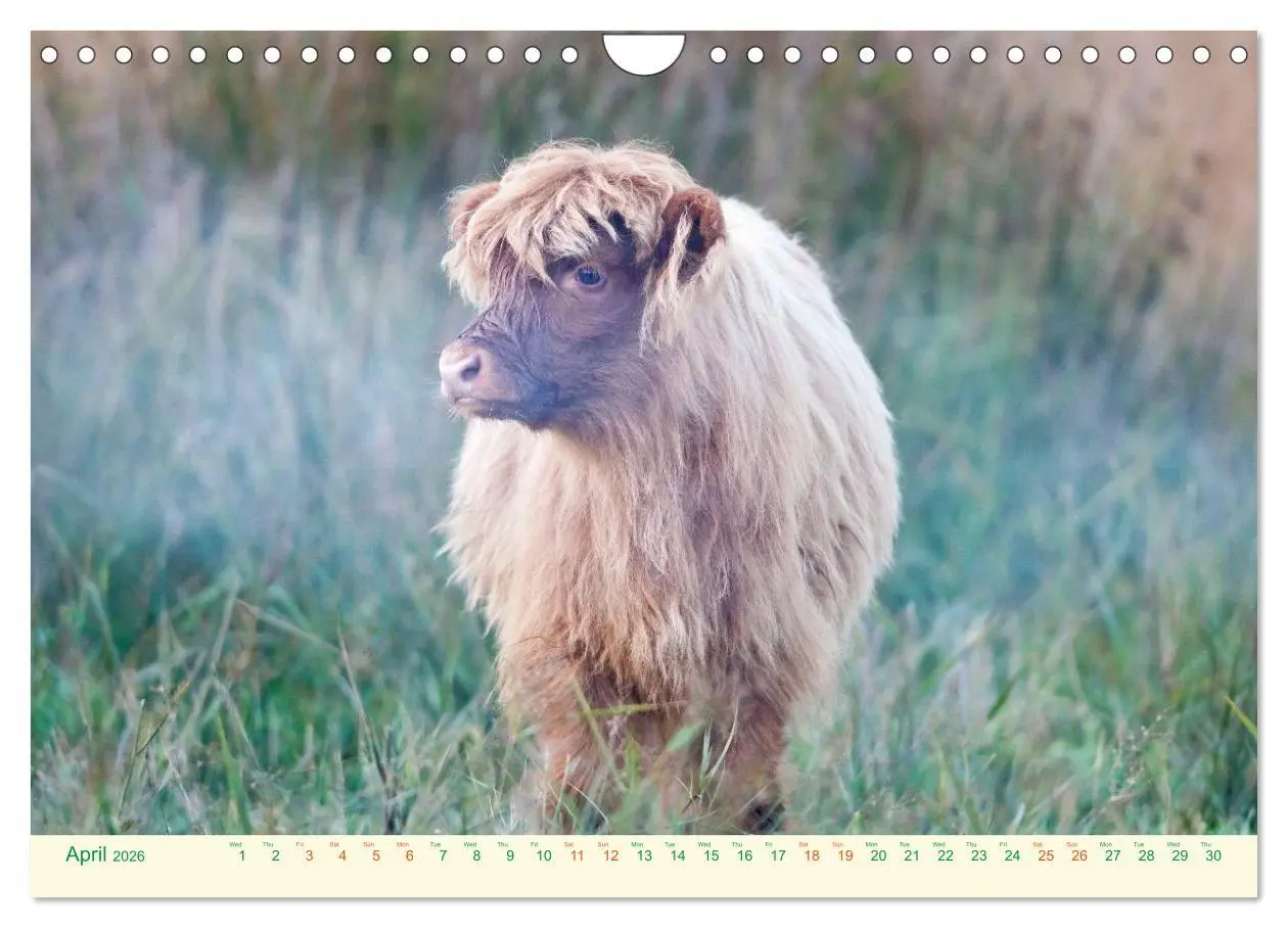 Bild: 9783516572049 | The Hairy Cow Calendar (Wall Calendar 2026 DIN A4 landscape),...