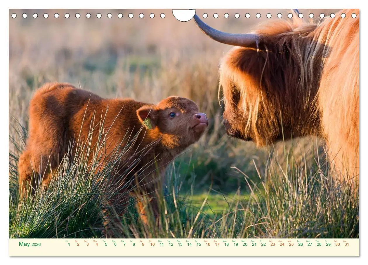 Bild: 9783516572049 | The Hairy Cow Calendar (Wall Calendar 2026 DIN A4 landscape),...