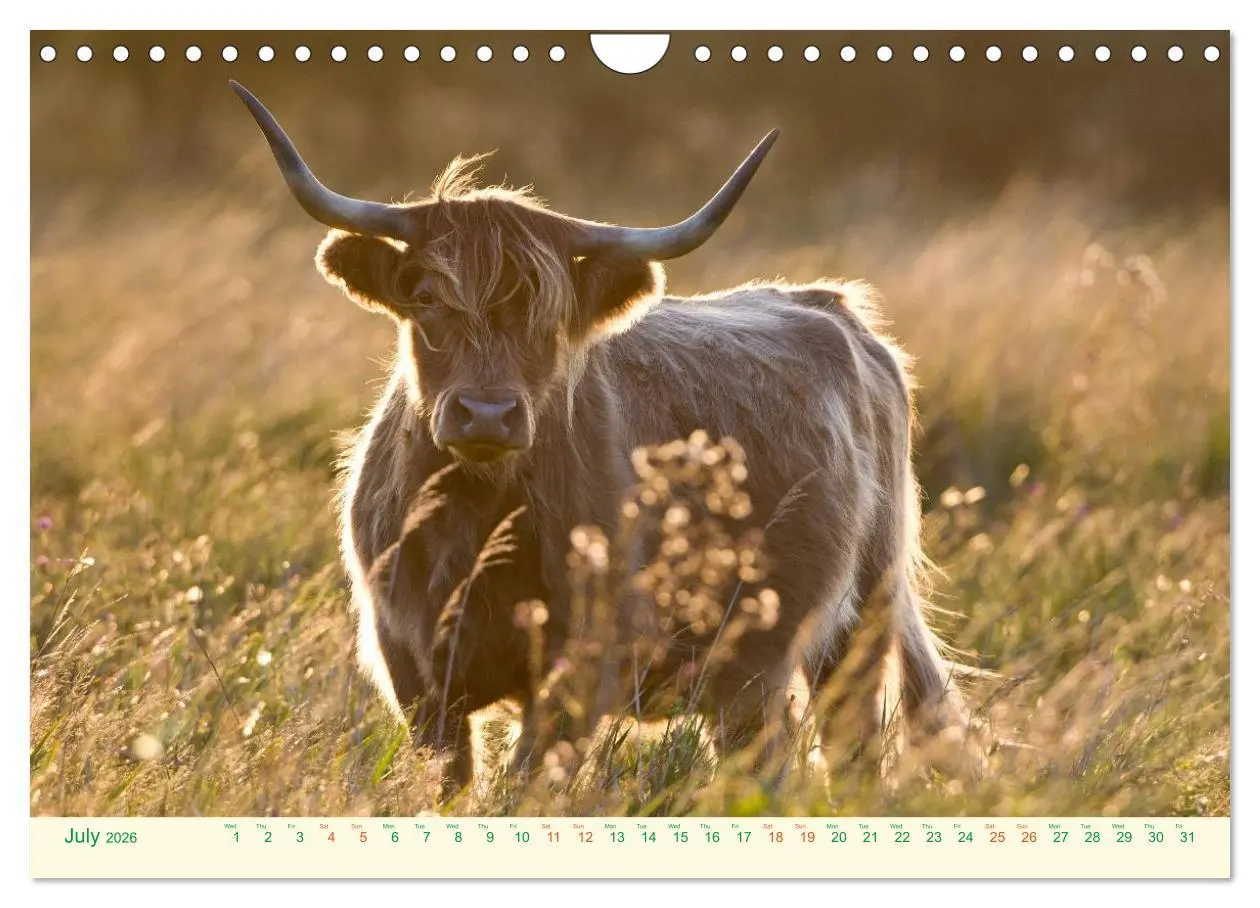 Bild: 9783516572049 | The Hairy Cow Calendar (Wall Calendar 2026 DIN A4 landscape),...