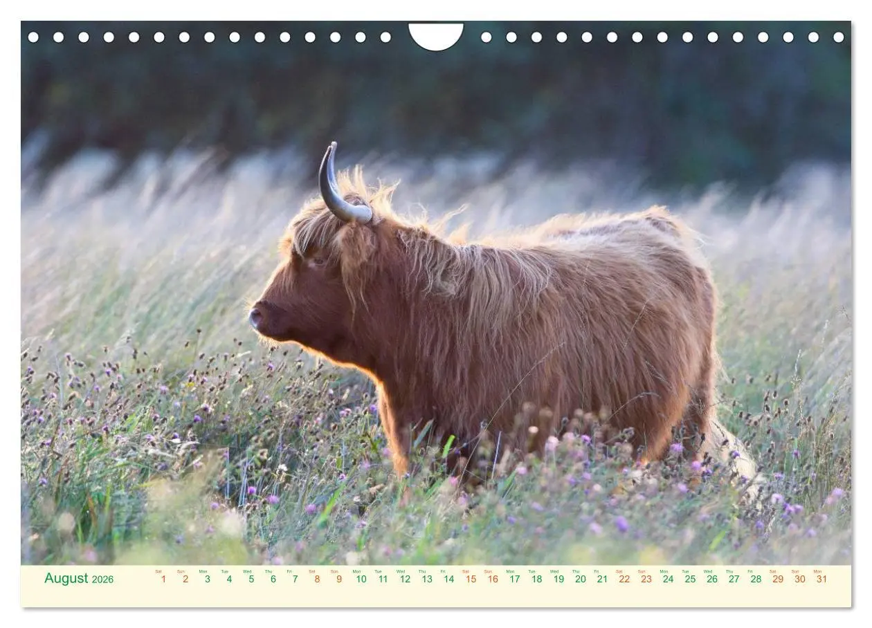 Bild: 9783516572049 | The Hairy Cow Calendar (Wall Calendar 2026 DIN A4 landscape),...
