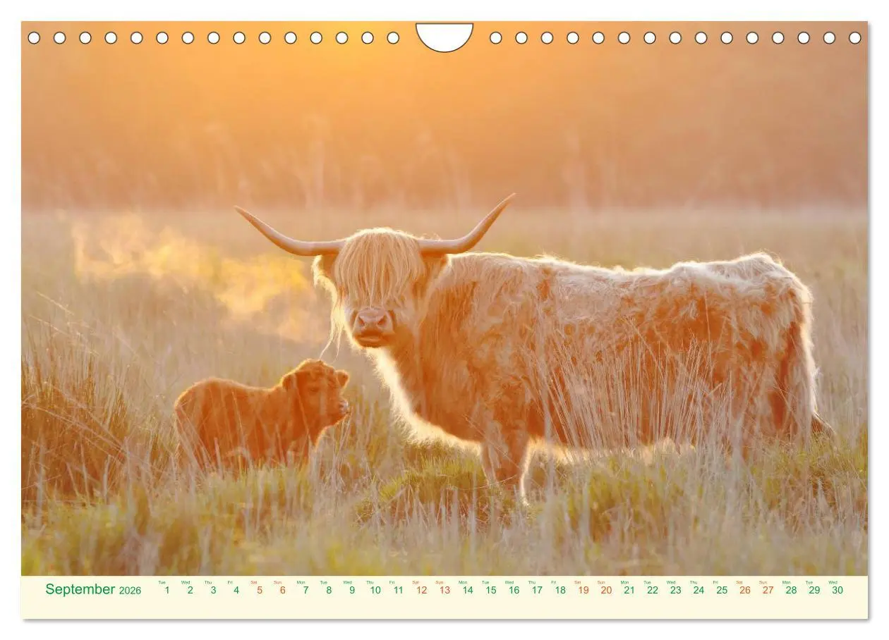 Bild: 9783516572049 | The Hairy Cow Calendar (Wall Calendar 2026 DIN A4 landscape),...