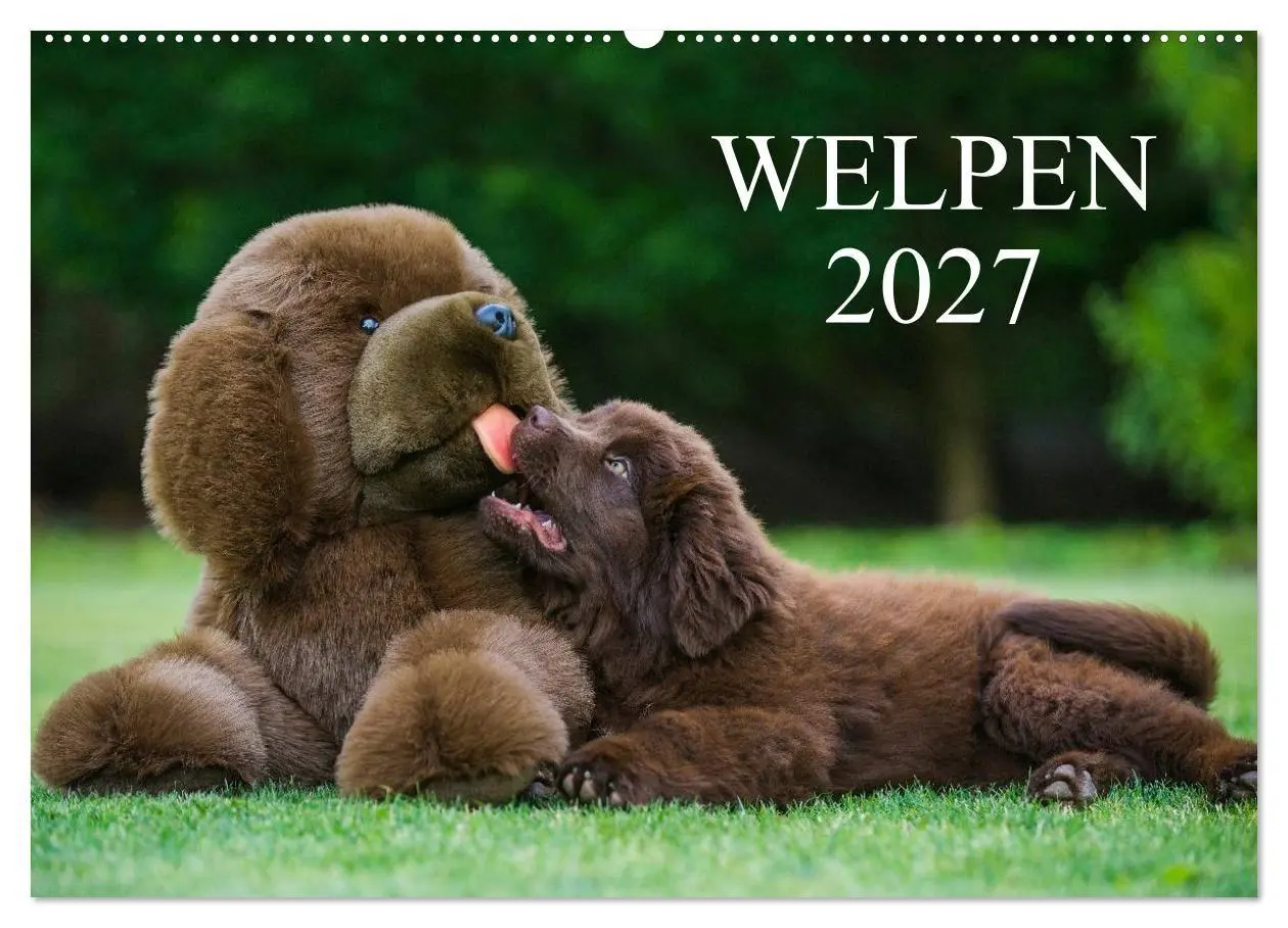 Cover: 9783594172049 | Welpen 2027 (Wandkalender 2027 DIN A2 quer), CALVENDO Monatskalender