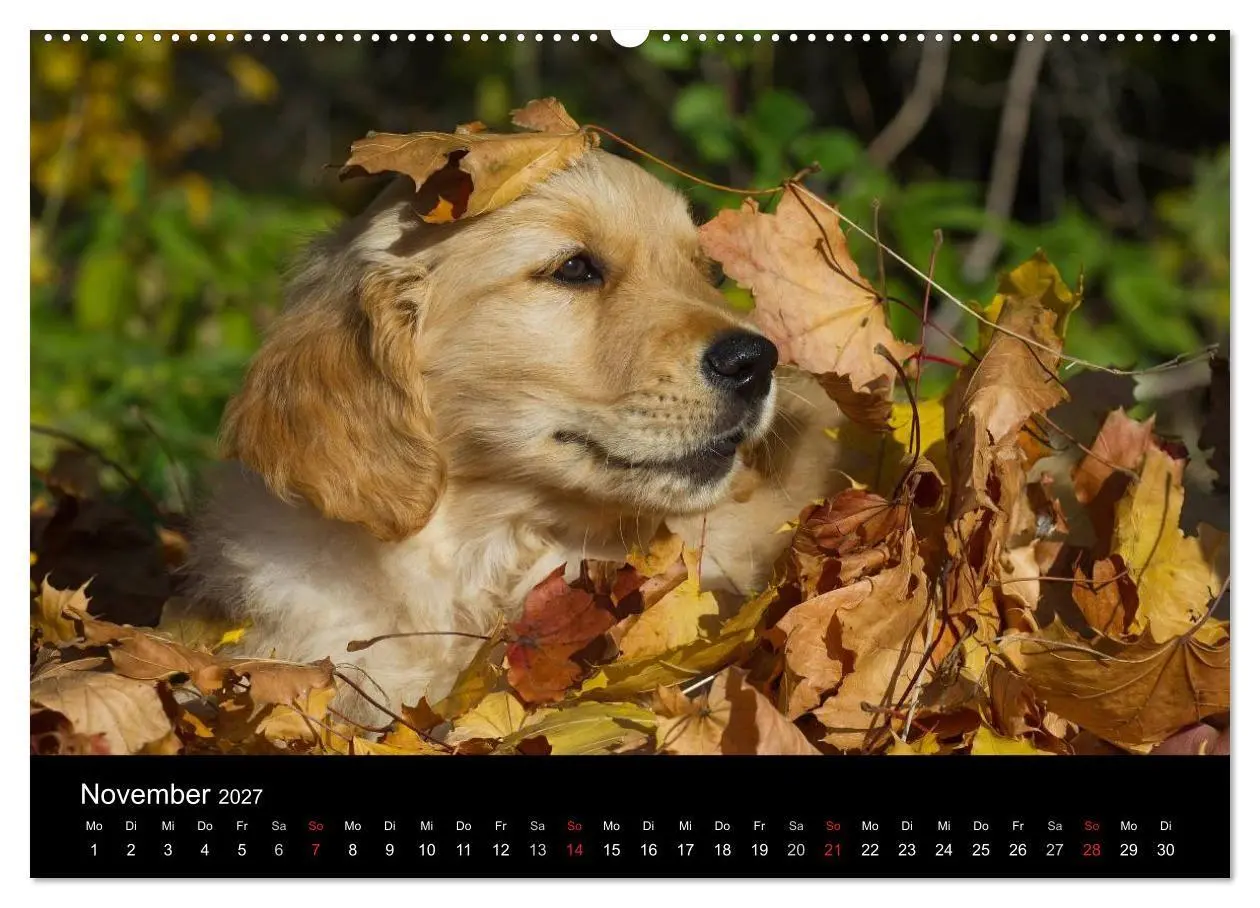 Bild: 9783594172049 | Welpen 2027 (Wandkalender 2027 DIN A2 quer), CALVENDO Monatskalender