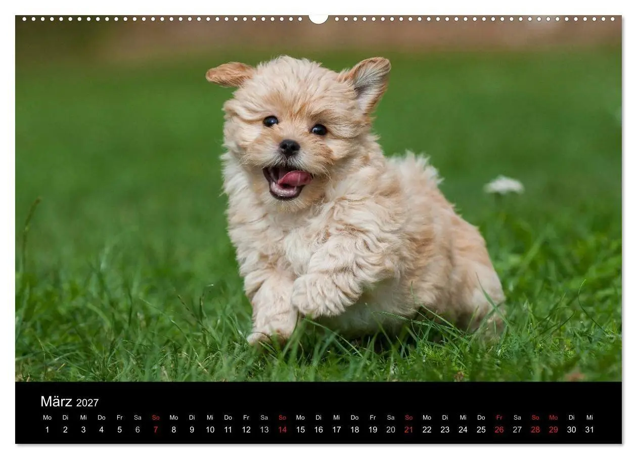 Bild: 9783594172049 | Welpen 2027 (Wandkalender 2027 DIN A2 quer), CALVENDO Monatskalender