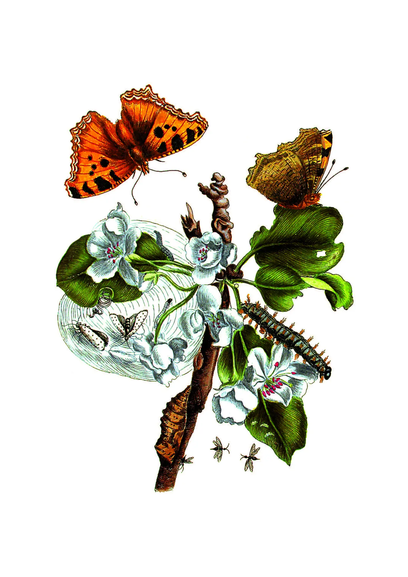 Bild: 9783968492049 | Maria Sibylla Merian - Acht Kunst-Klappkarten | Maria Sibylla Merian