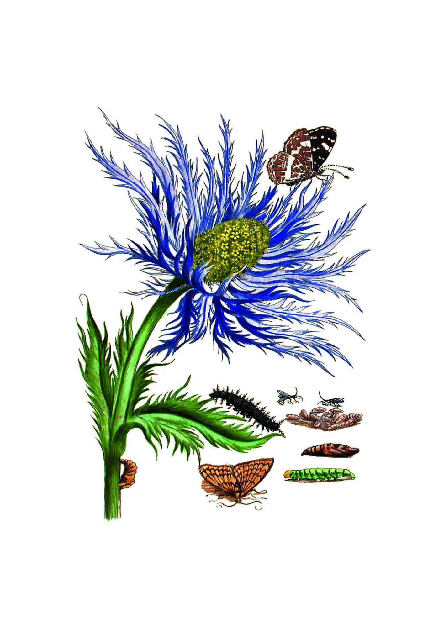 Bild: 9783968492049 | Maria Sibylla Merian - Acht Kunst-Klappkarten | Maria Sibylla Merian