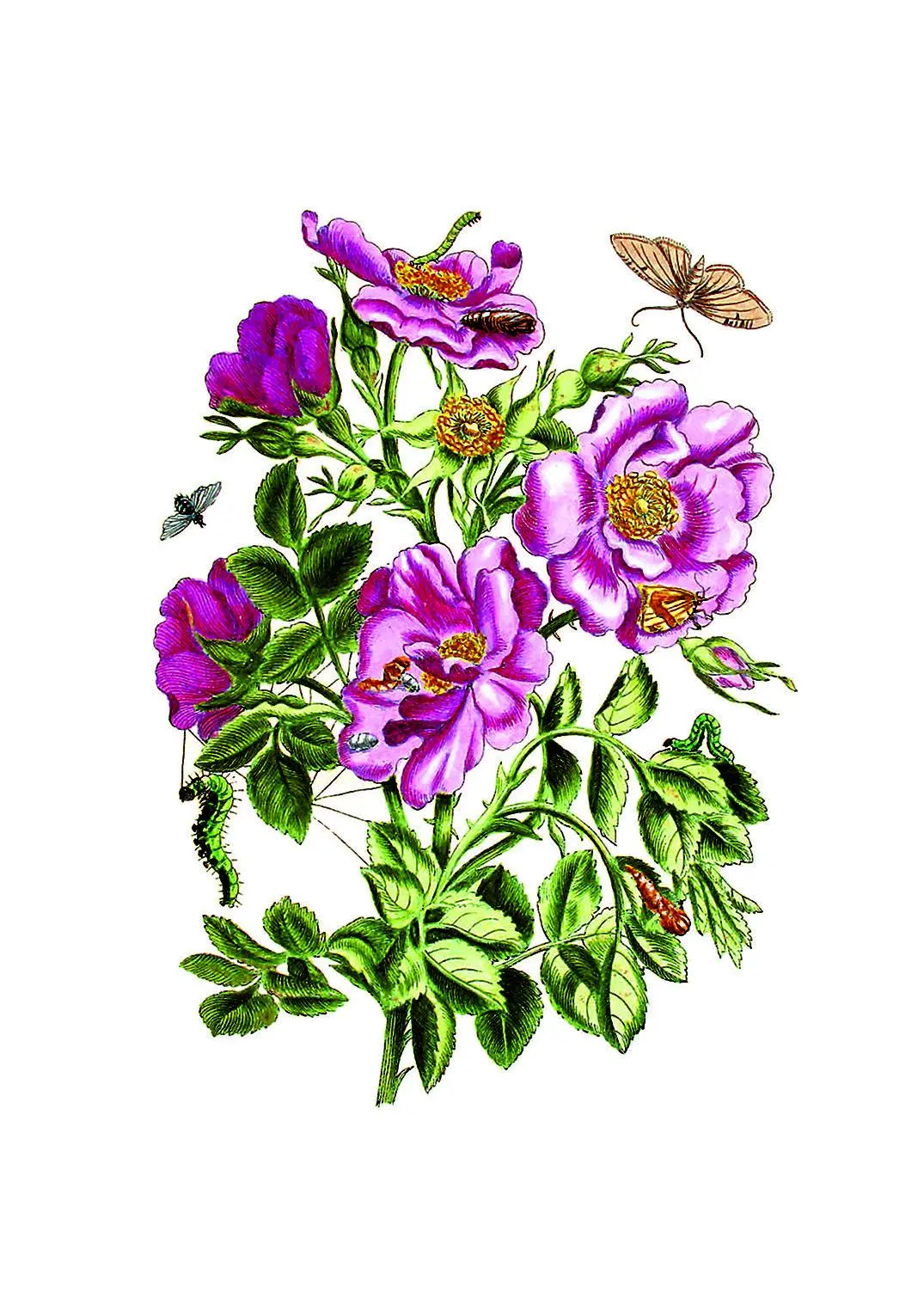 Bild: 9783968492049 | Maria Sibylla Merian - Acht Kunst-Klappkarten | Maria Sibylla Merian