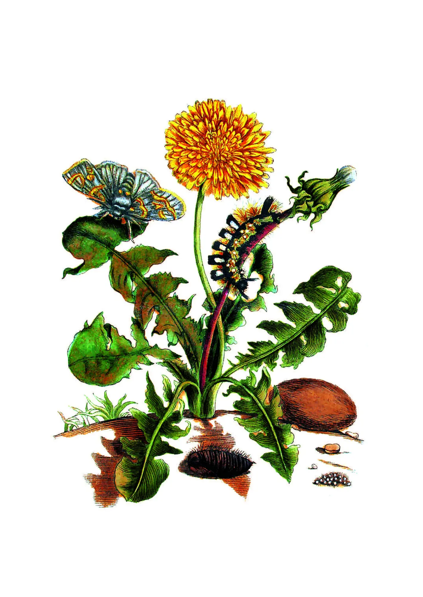 Bild: 9783968492049 | Maria Sibylla Merian - Acht Kunst-Klappkarten | Maria Sibylla Merian