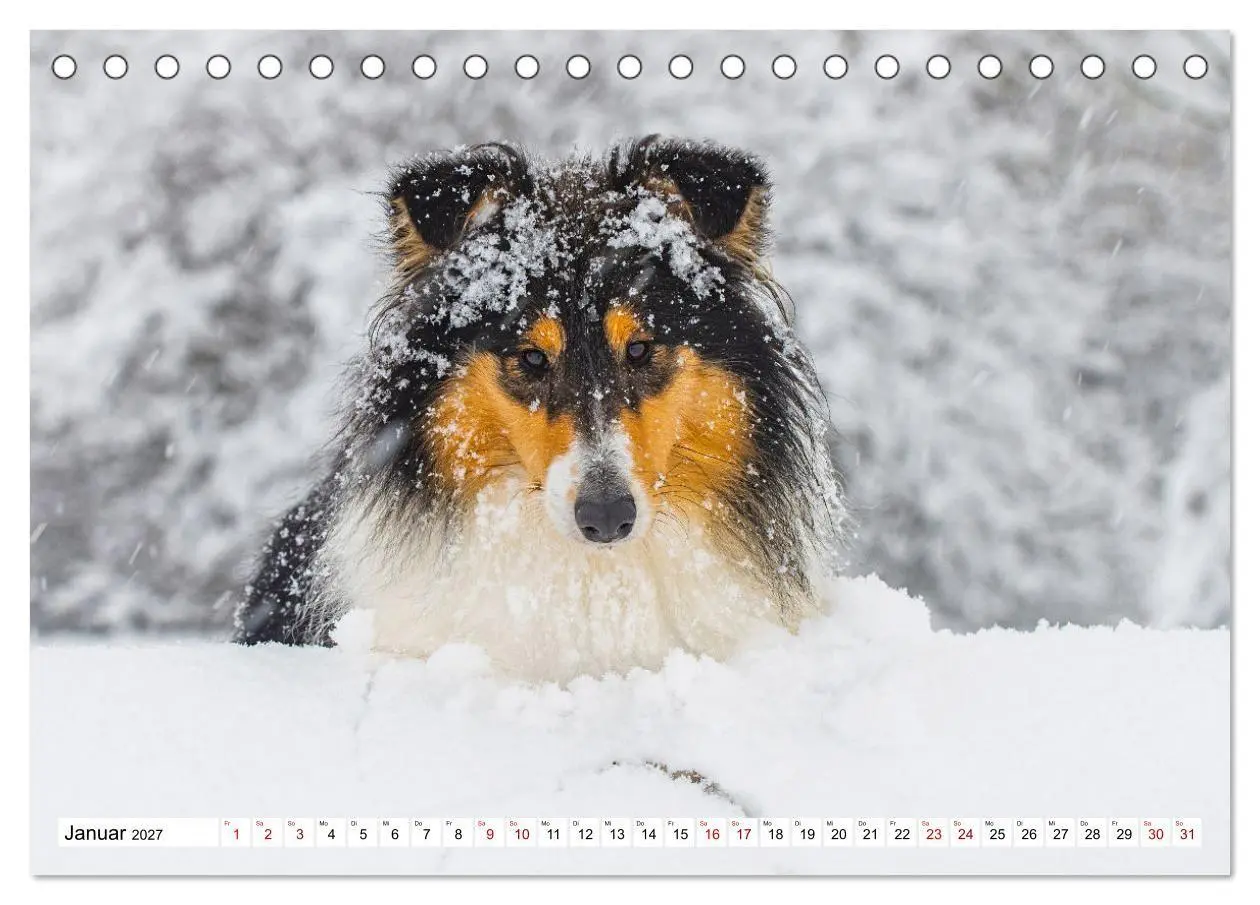 Bild: 9783569342149 | Collies - Eine Liebe für immer und ewig (Tischkalender 2027 DIN A5...