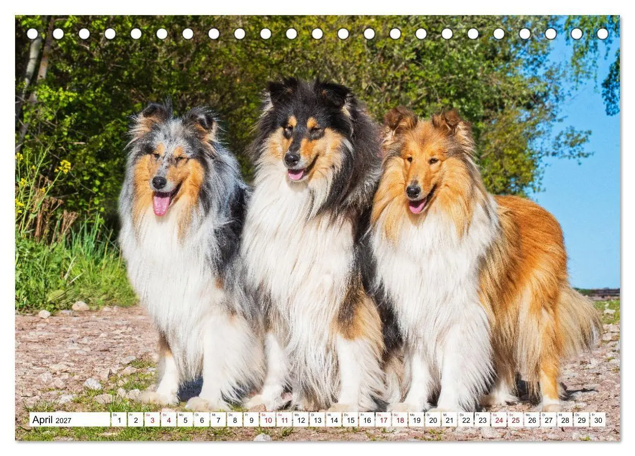Bild: 9783569342149 | Collies - Eine Liebe für immer und ewig (Tischkalender 2027 DIN A5...
