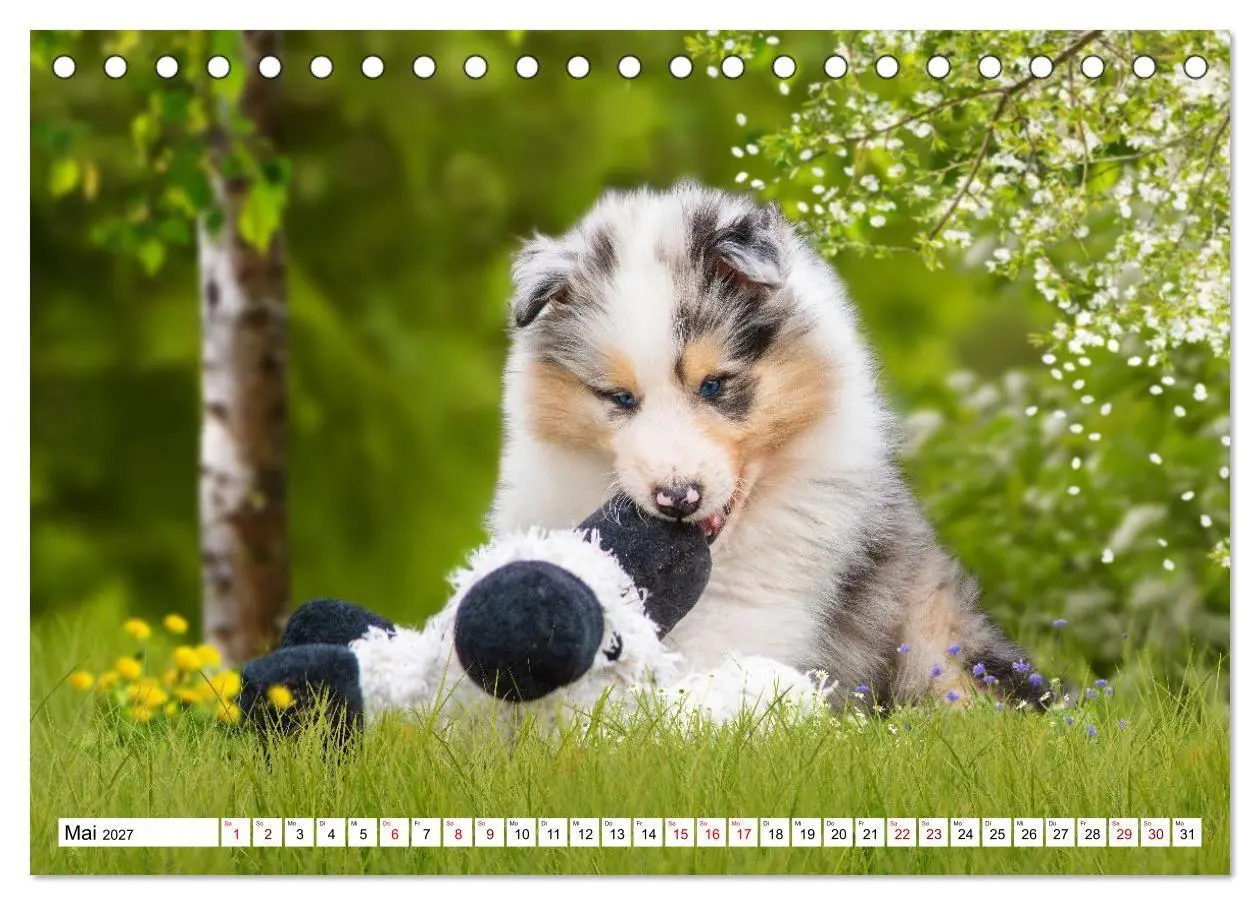 Bild: 9783569342149 | Collies - Eine Liebe für immer und ewig (Tischkalender 2027 DIN A5...