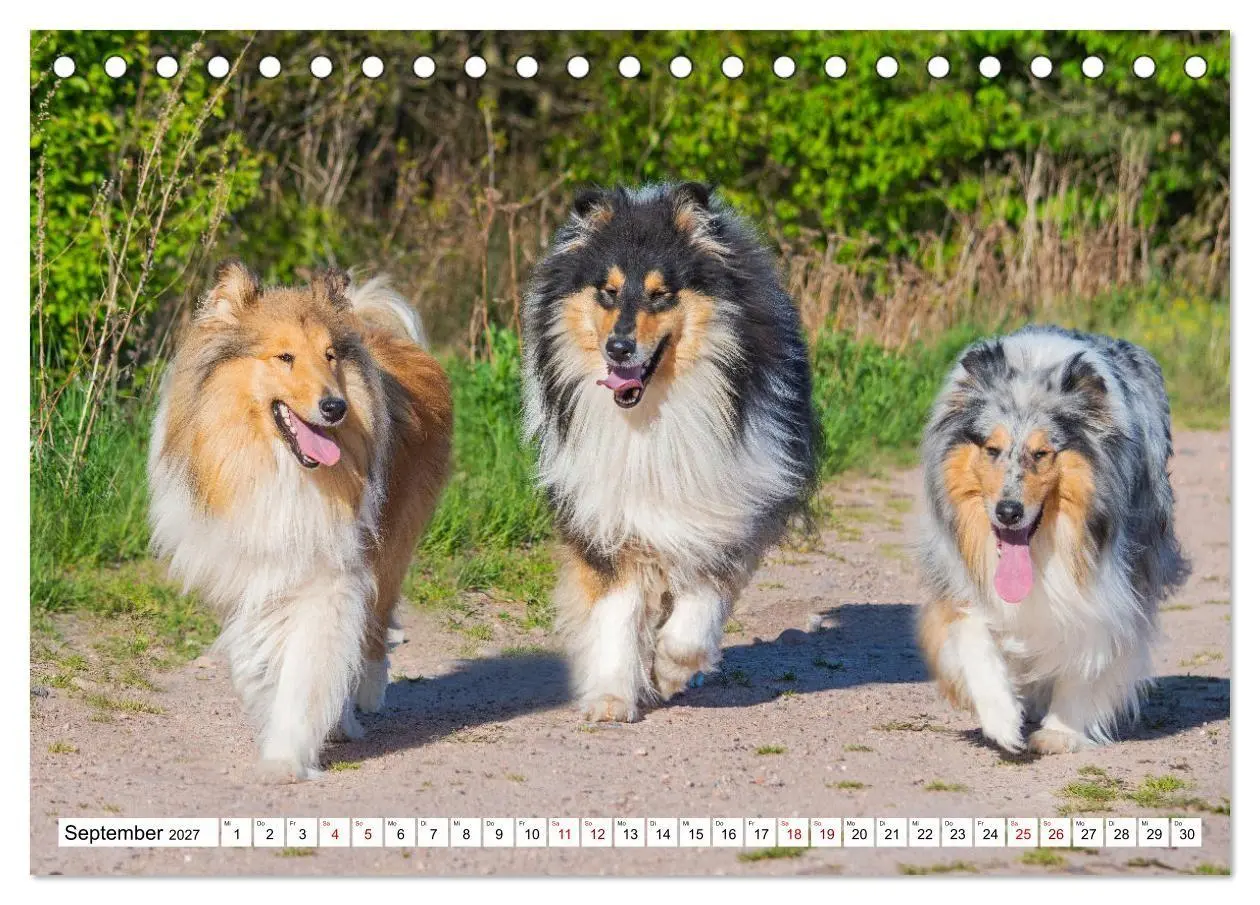 Bild: 9783569342149 | Collies - Eine Liebe für immer und ewig (Tischkalender 2027 DIN A5...