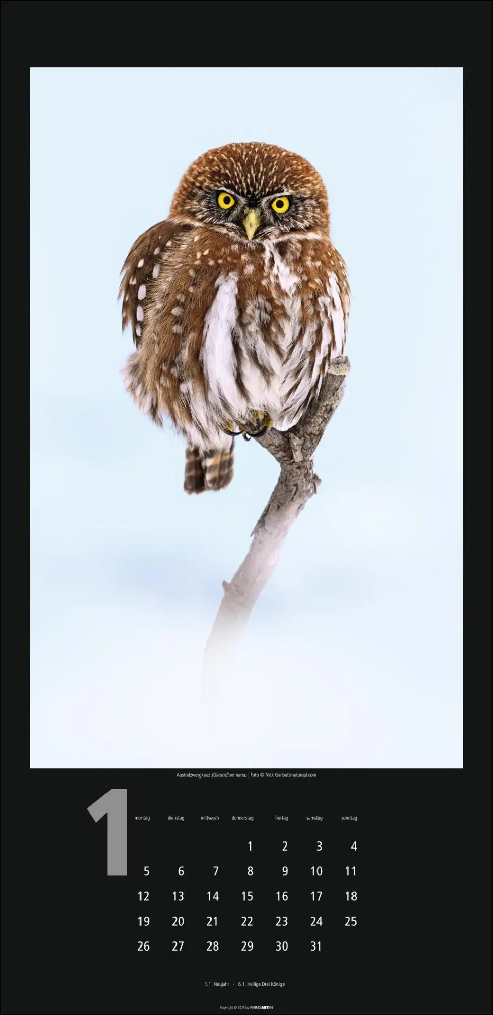 Bild: 9783839902349 | Eulen Kalender 2026 | Kalender | Tierkalender Weingarten | 14 S.