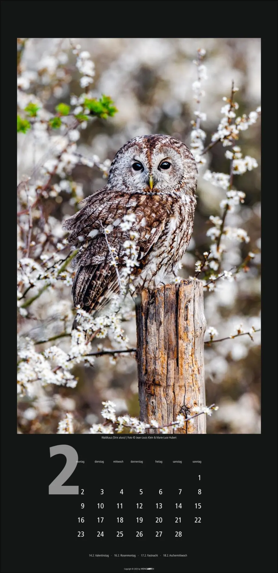 Bild: 9783839902349 | Eulen Kalender 2026 | Kalender | Tierkalender Weingarten | 14 S.