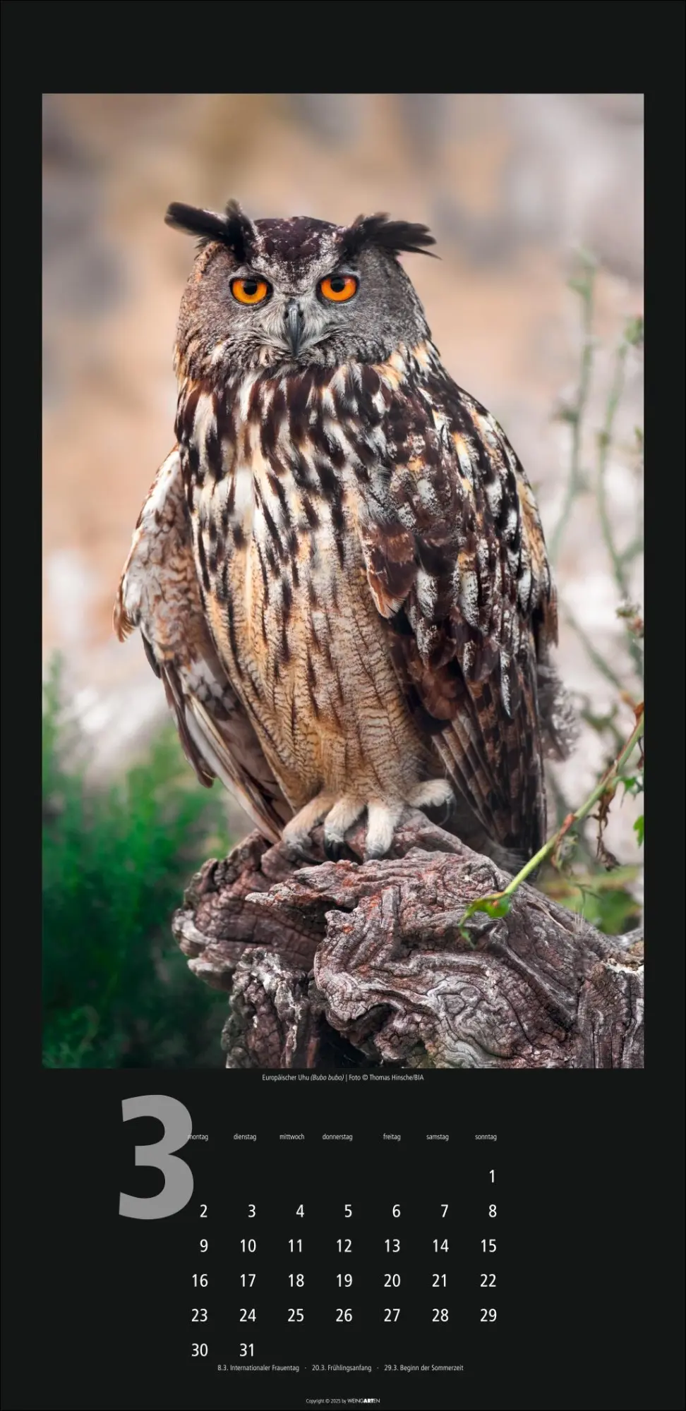Bild: 9783839902349 | Eulen Kalender 2026 | Kalender | Tierkalender Weingarten | 14 S.