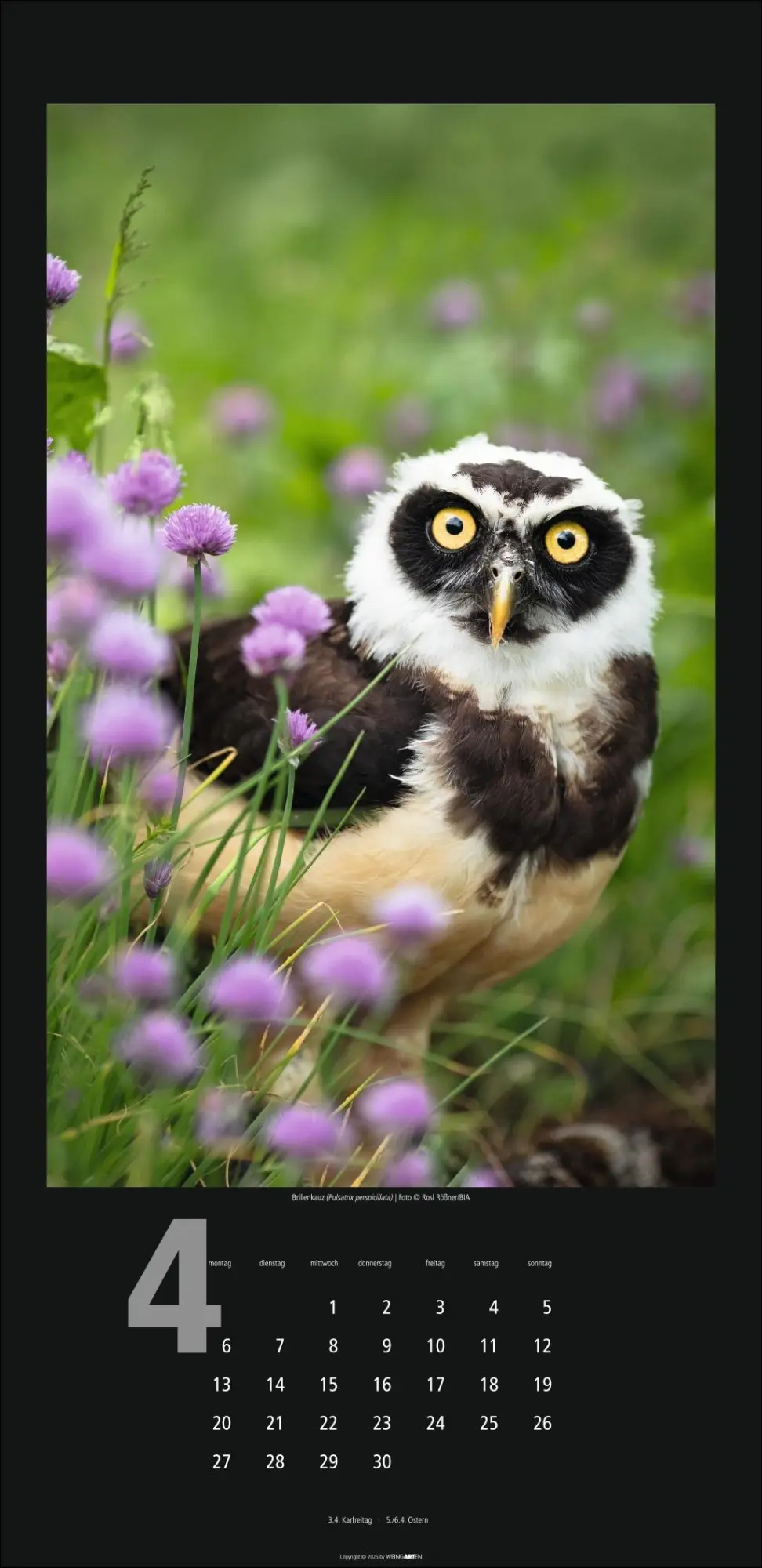 Bild: 9783839902349 | Eulen Kalender 2026 | Kalender | Tierkalender Weingarten | 14 S.