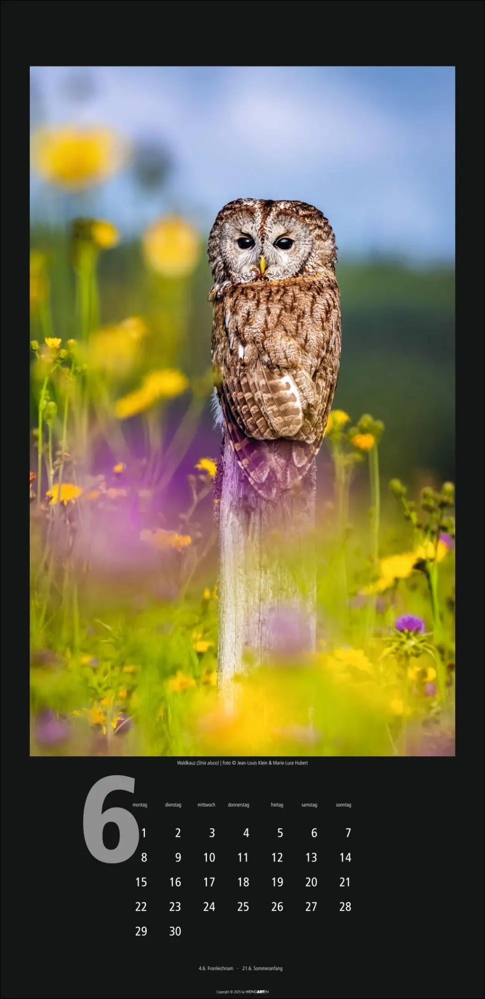 Bild: 9783839902349 | Eulen Kalender 2026 | Kalender | Tierkalender Weingarten | 14 S.