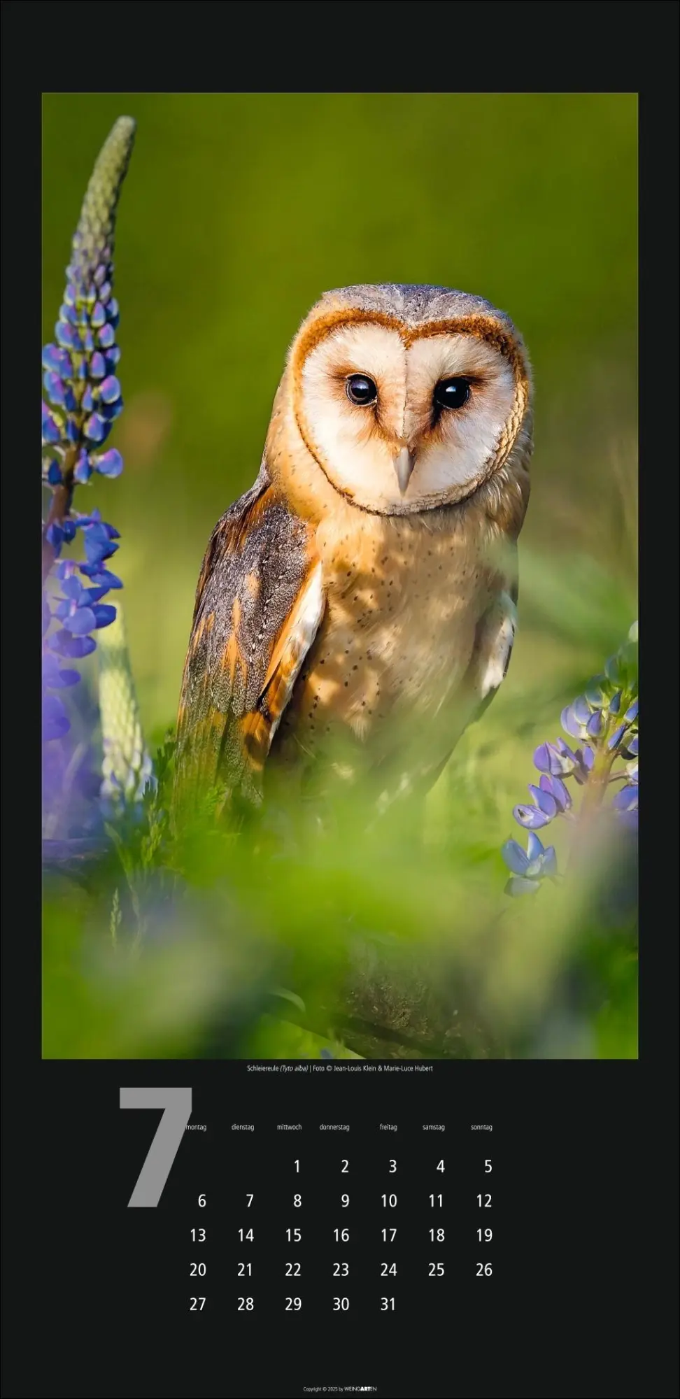 Bild: 9783839902349 | Eulen Kalender 2026 | Kalender | Tierkalender Weingarten | 14 S.