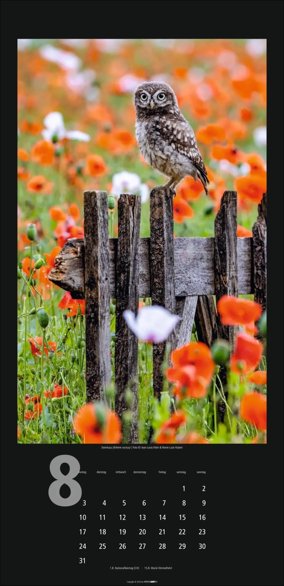 Bild: 9783839902349 | Eulen Kalender 2026 | Kalender | Tierkalender Weingarten | 14 S.