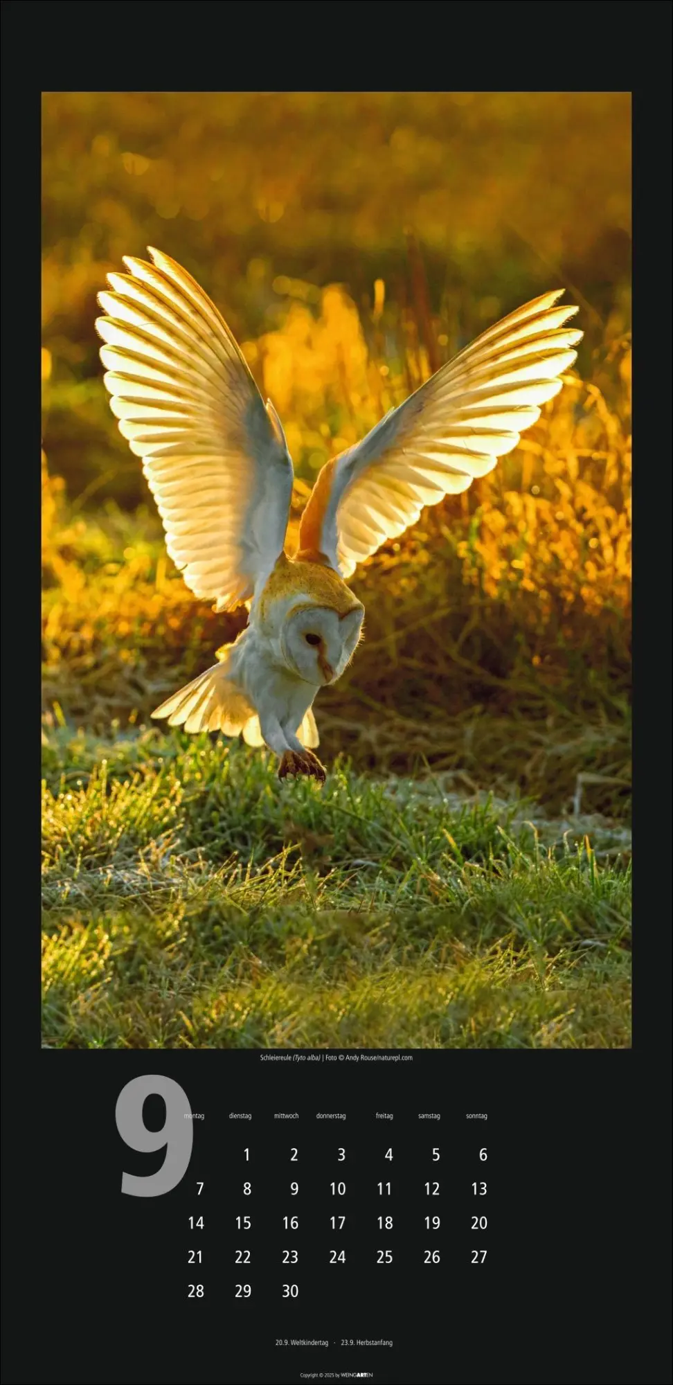 Bild: 9783839902349 | Eulen Kalender 2026 | Kalender | Tierkalender Weingarten | 14 S.