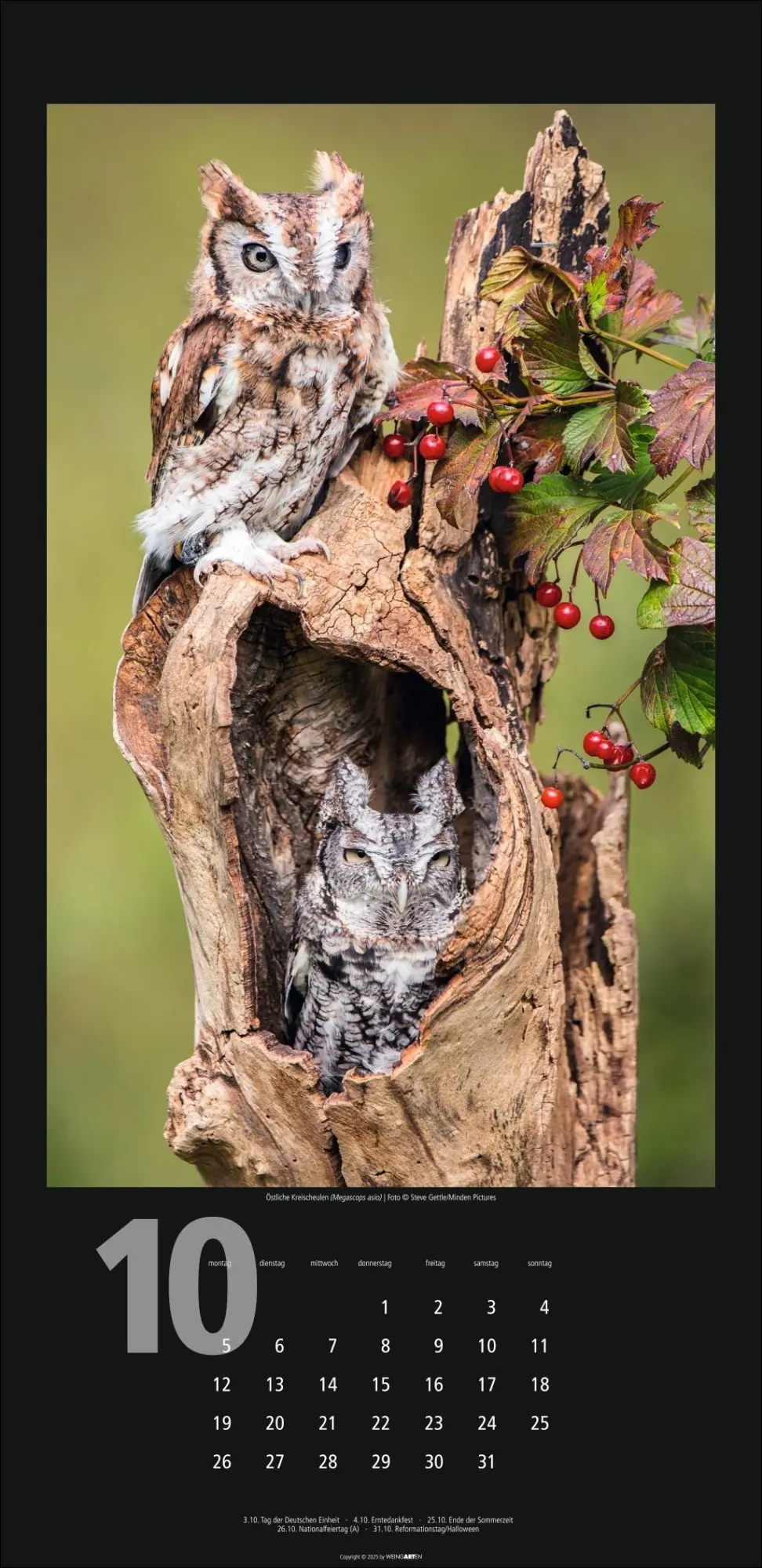 Bild: 9783839902349 | Eulen Kalender 2026 | Kalender | Tierkalender Weingarten | 14 S.
