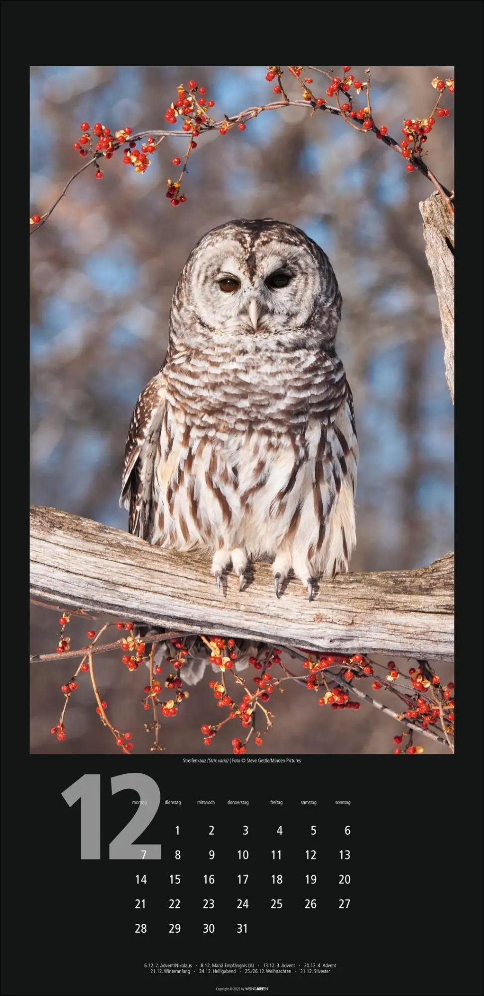 Bild: 9783839902349 | Eulen Kalender 2026 | Kalender | Tierkalender Weingarten | 14 S.