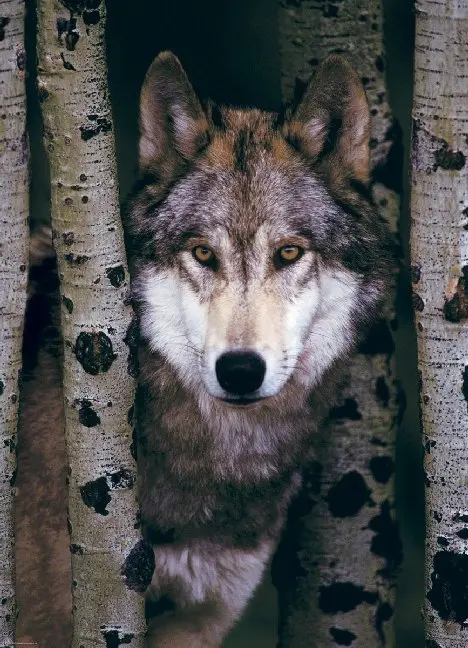 Cover: 628136612449 | Gray Wolf (Puzzle) | Spiel | In Spielebox | 6000-1244 | 2019