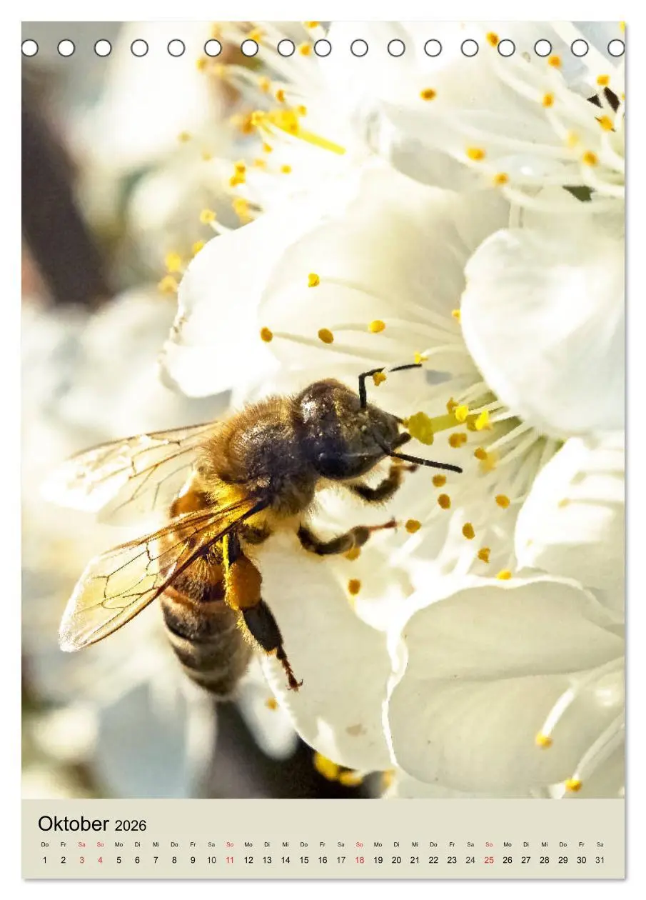 Bild: 9783516392449 | INSEKTENWELT - Heimische Nützlinge ganz nah (Tischkalender 2026 DIN...