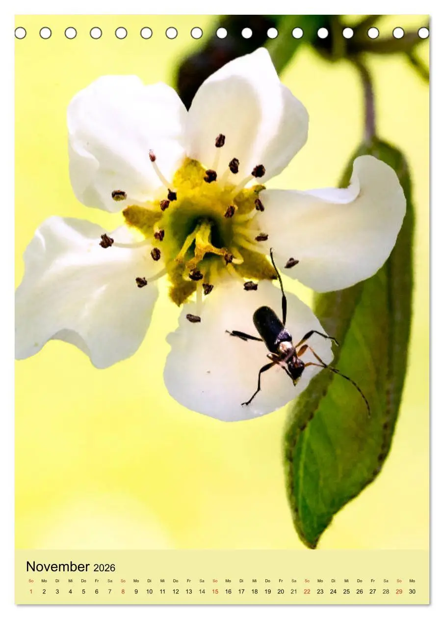 Bild: 9783516392449 | INSEKTENWELT - Heimische Nützlinge ganz nah (Tischkalender 2026 DIN...