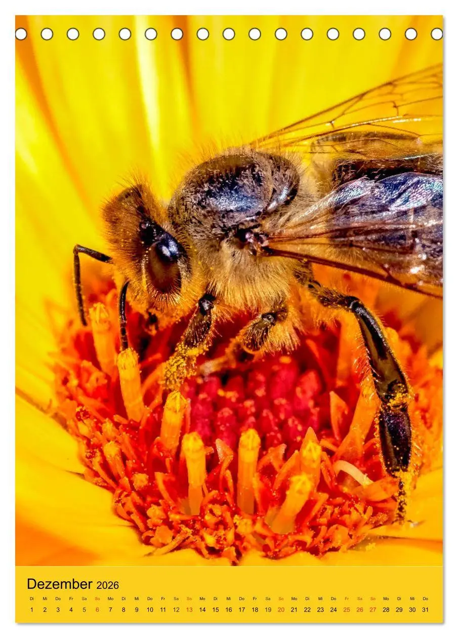 Bild: 9783516392449 | INSEKTENWELT - Heimische Nützlinge ganz nah (Tischkalender 2026 DIN...