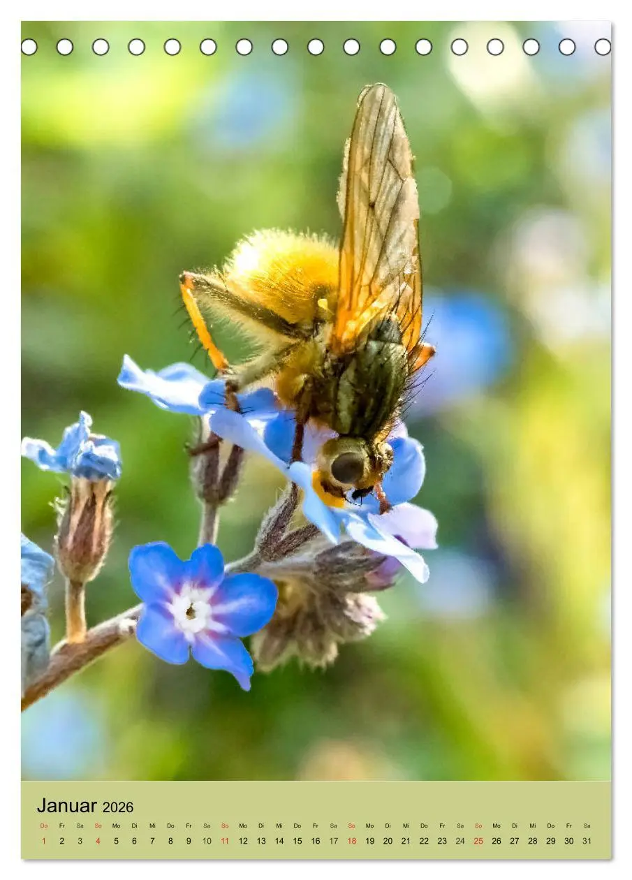 Bild: 9783516392449 | INSEKTENWELT - Heimische Nützlinge ganz nah (Tischkalender 2026 DIN...